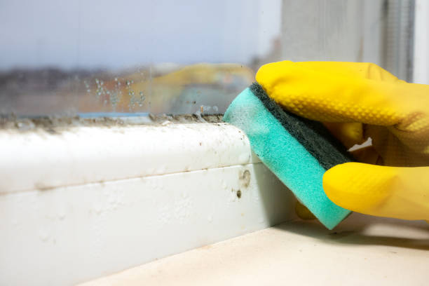 Best Mold removal after water damage  in USA